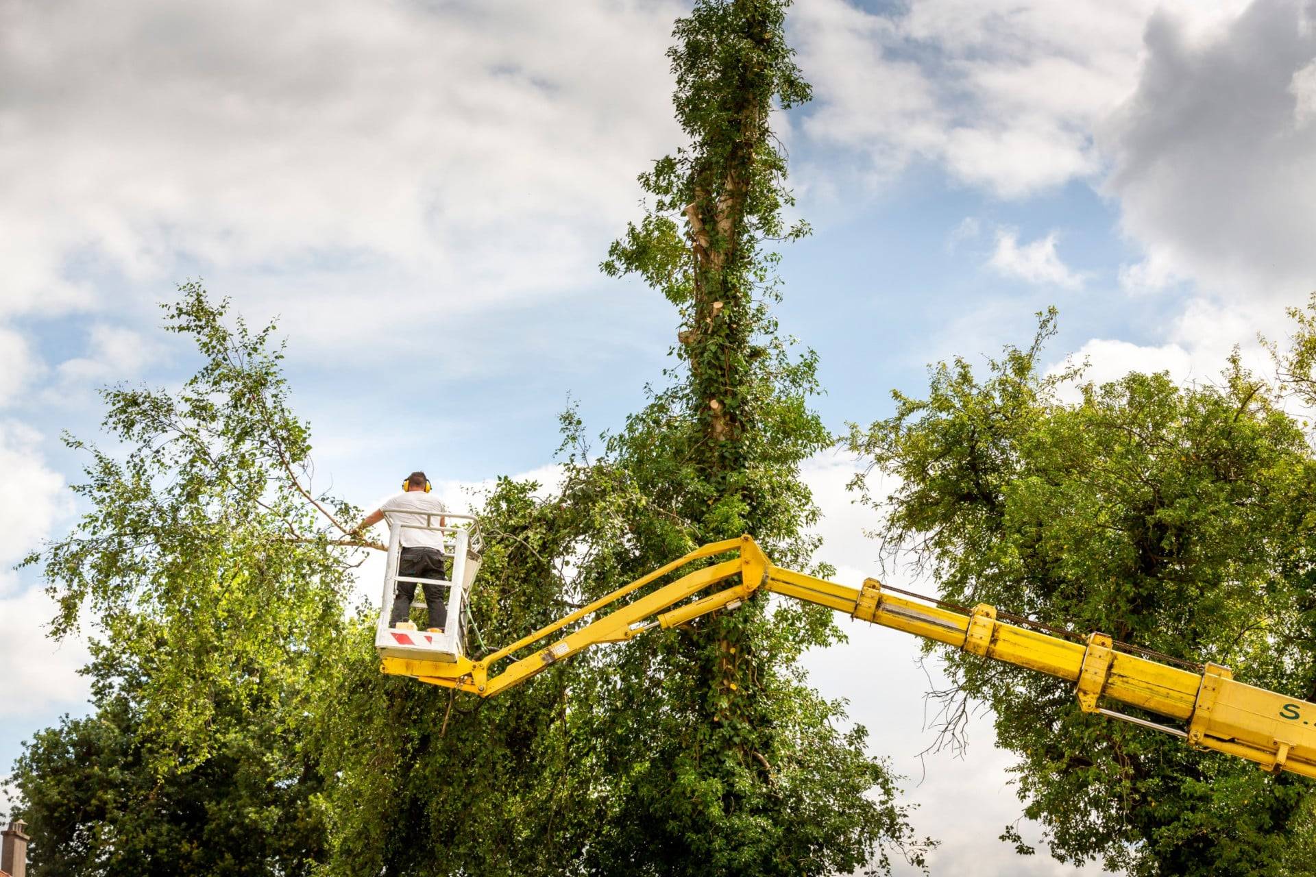 Émondage d’arbres : une pratique pour un entretien arboricole sain